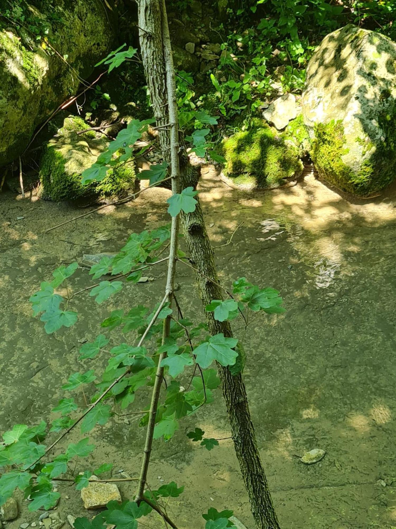 Alloggio Petrigh Canal di Grivo Екстер'єр фото